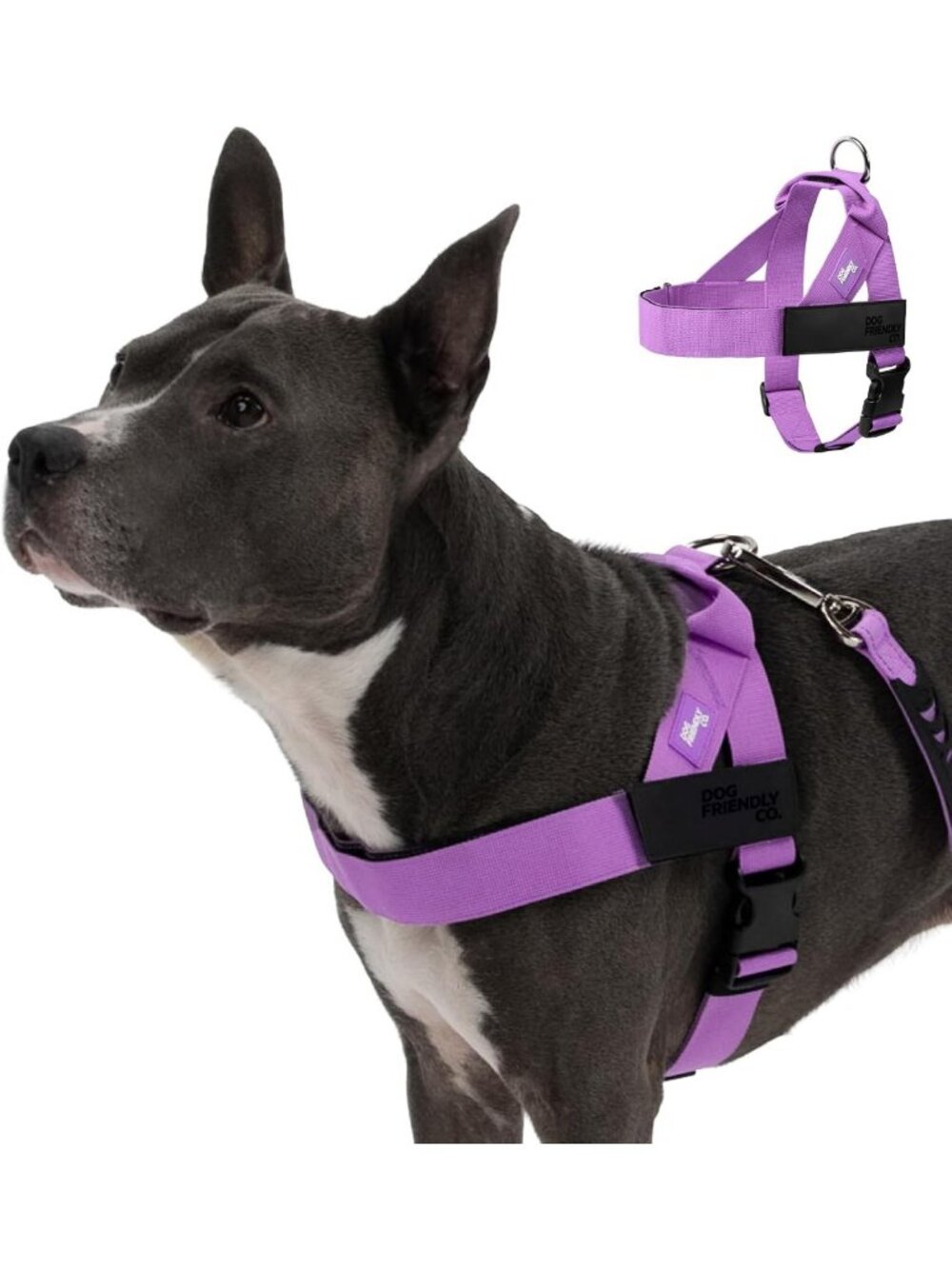 Purple Dog Harness for Small Dogs - Adjustable, Comfortable & No-Pull Design